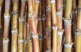 Сахарный тростник