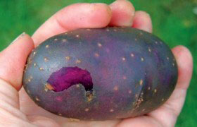 Фиолетовый картофель – скоро попробуем